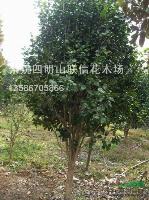 茶花1*新价格/茶花1报价