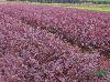 河北梅园绿化，长期大量供应紫叶小檗。