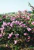 湖南供应紫薇花，花期超长  有原生树