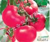 优质番茄种苗/新型番茄种苗/番茄种苗批发 寿光旺林农业