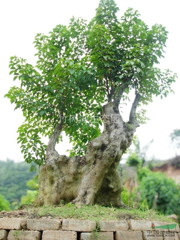 重阳木盆景图片图片