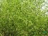  竹类: 刚竹、金镶玉竹、青皮竹、早园竹、毛竹、雷竹、四季竹