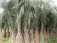 布迪椰子：托杆30-4米地苗和袋苗，自产自销