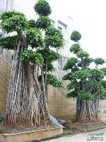 榕树盆景，高度2-7米，各种造型，绿化树盆景，自产自销