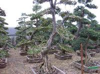 造型榆树，高度50-5米，绿化树盆景，造型，自产自销