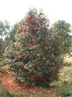 各种规格红花油茶出售，观花、观果、赏叶