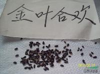金合欢种子