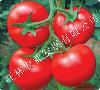 番茄种苗