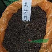天竺桂种子，江西天竺桂种子，九江天竺桂种子价格%