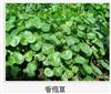 东莞道滘水生植物，优选懿鸿水生植物