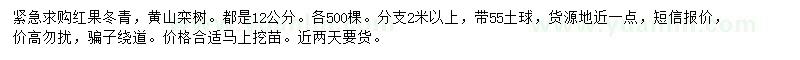 求购12公分红果冬青、黄山栾树