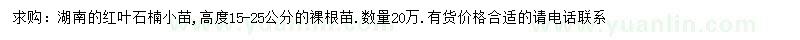 求购高15-25公分红叶石楠小苗