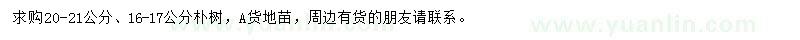 求购16-17、20-21公分朴树