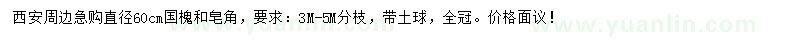 求购60公分国槐、皂角