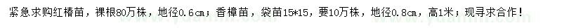 求购地径0.6公分红椿苗、地径0.8公分香樟苗