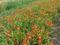 红花萱草基地