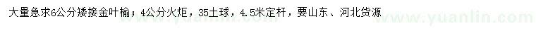 求购6公分矮接金叶榆、4公分火炬