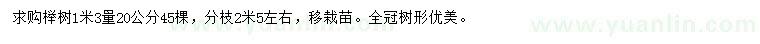 求购1.3米量20公分榉树