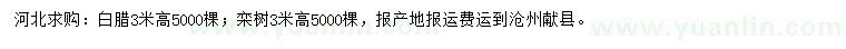求购高3米白腊、栾树