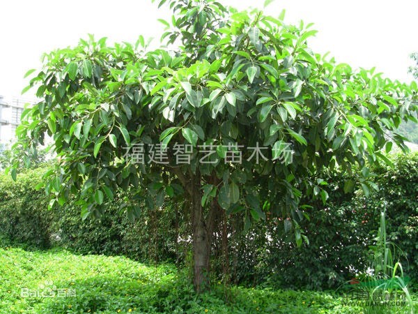 大叶榕价格高山榕供应红榕报价富贵榕价格福建大叶榕