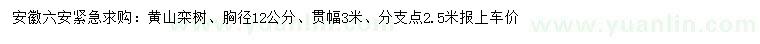 求购胸径12公分黄山栾树