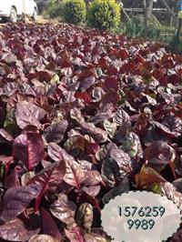 山东青州基地低价供应秋冬季用红叶甜菜