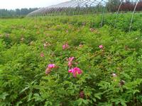 四季玫瑰批发供应、四季玫瑰*新价格、藤本月季、四季玫瑰生产基