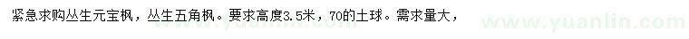 求购高3.5米丛生元宝枫、丛生五角枫