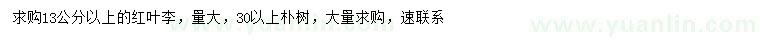 求购13公分以上红叶李、30公分以上朴树
