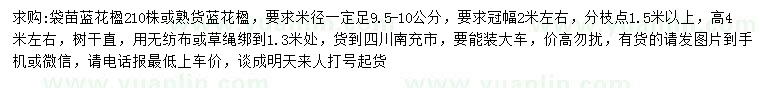 求购米径9.5-10公分蓝花楹