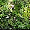 临沂植物墙-室内植物墙装饰-室外植物墙-临沂室内外墙体绿化