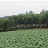 四川乐山地区供应自家种植的蓝花楹8-12cm