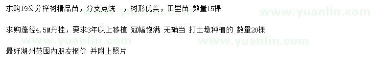 求购19公分榉树、冠幅4.5米丹桂