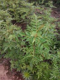 花椒苗大红袍花椒苗花椒苗价格山东花椒苗