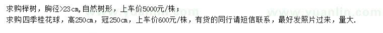 求购胸径23公分以上榉树、高250公分四季桂