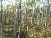 福建黄山栾树2介绍