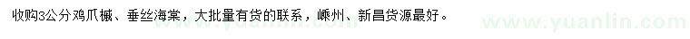 求购3公分鸡爪槭、垂丝海棠