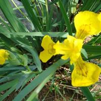 黄菖蒲 水生植物 黄花鸢尾 黄菖蒲苗水生鸢尾园林绿化小区绿化