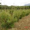 供应优质观赏竹子-米径3公分的孝顺竹
