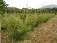 供应优质观赏竹子-米径3公分的孝顺竹