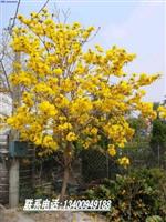 供应蓝花楹/黄花槐/黄花风铃木/红花风铃木/鸡冠刺桐