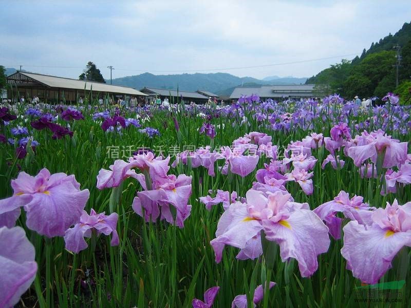 日本花菖蒲 菖蒲 沭阳日本花菖蒲基地价格 供应 图片 宿迁市沃美园艺发展有限公司 日本花菖蒲 菖蒲 沭阳日本花菖蒲基地价格 供应 图片 宿迁市沃美园艺发展有限公司