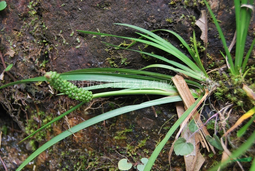 石菖蒲水生植物石菖蒲沭陽石菖蒲