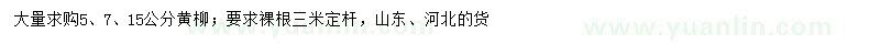 求购5、7、15公分黄柳