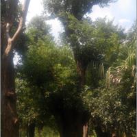温州本地地区出售大规格榕树，香樟沙朴等