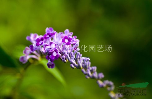 闭鱼花树图片