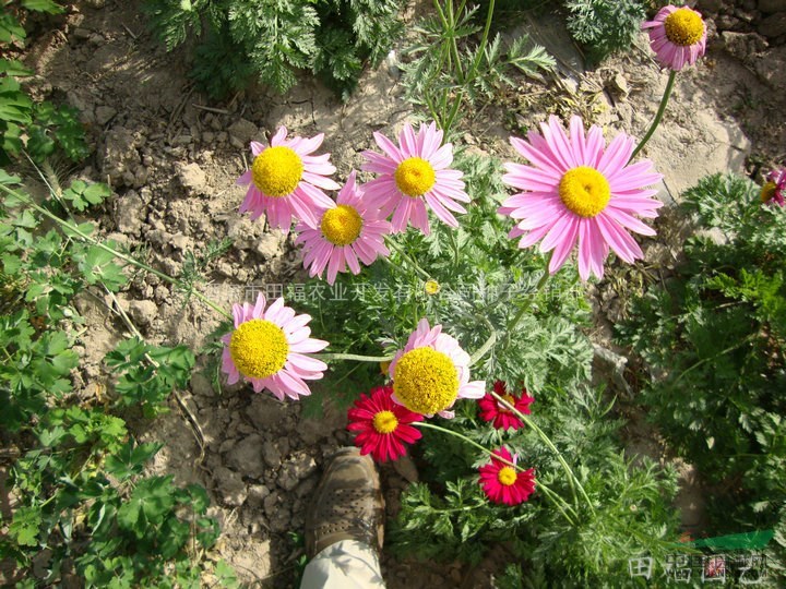 花卉種子除蟲菊 混色多年生 園藝種子種苗圖片