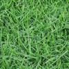 马尼拉 别名：沟叶结缕草、半细叶结缕草、小芝型结缕草