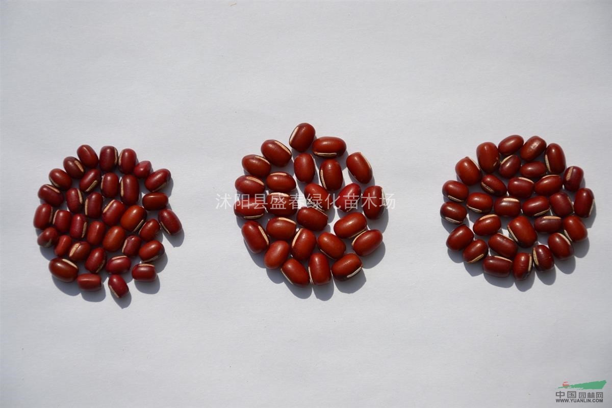 批发专业供应出口红小豆红豆种子京农8号农作物种子