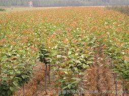 山东青岛大量供应樱花、海棠、紫叶李、百日红（紫薇）苗木